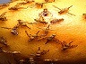 167px-Mexican_fruit_flies