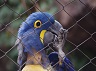 parrot-293548_640