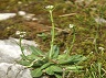 Arabidopsis_thaliana_PID1137-2